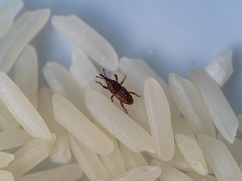Jasmine rice grains close up with  rice weevil pest  or Sitophilus oryzae causing damage of rice quality during storage of rice grains after milling.