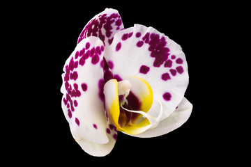 Extreme close up of pink phalaenopsis or Moth orchid from isolated on black