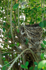 Empty bird nest