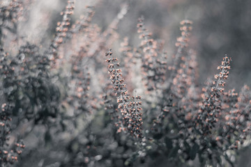 The garden with sunset