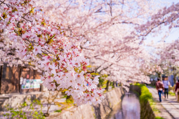 京都 春の風景 哲学の道 桜
