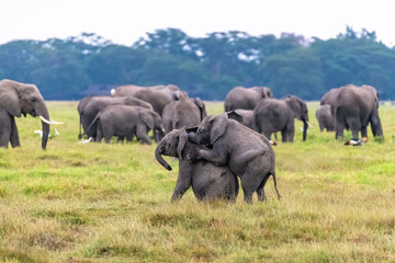 Two young elephants playing in the herd, funny animals in the Amboseli park in Kenya