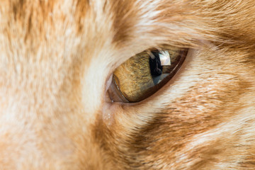 Orange cat close up eyes