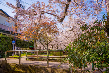 京都 春の風景 哲学の道 桜