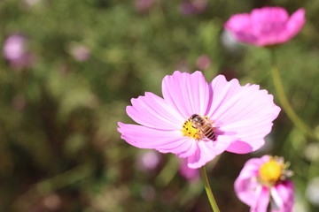 Obraz premium bee on pink flower