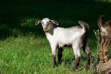 Young Goat Playing in the Pasture