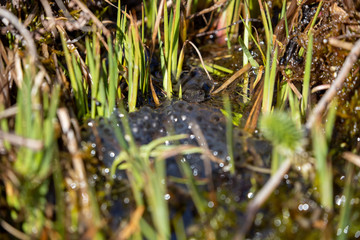 Ein Bergmolch Weibchen frisst Eier von einem Grasfroschlaichballen in einem Gartenteich