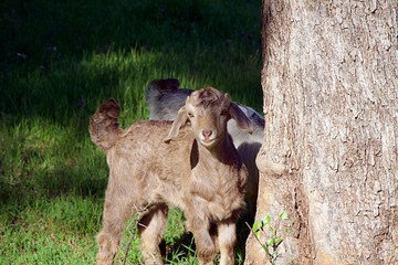Young Goat Playing in the Pasture