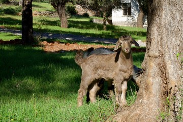 Young Goat Playing in the Pasture