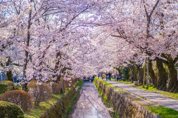 京都 春の風景 哲学の道 桜 © 拓也 神崎
