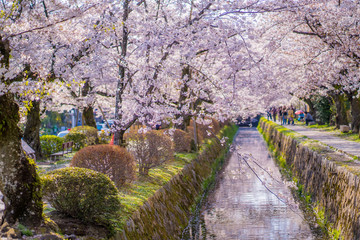 京都 春の風景 哲学の道 桜