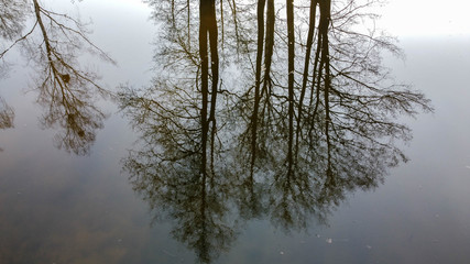 Odbicie drzewa w wodzie. © Sebastian