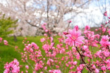 Image of Red peach blossom, cherry blossoms on background