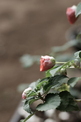 Wildflowers waving in nature 
