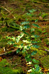 beautiful Black Forest