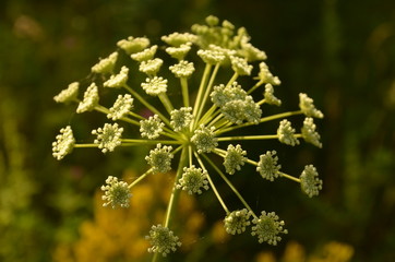 dandelion in the grass