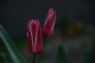 wiosenny tulipan w ogrodzie