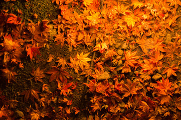 地面に落ちた紅葉