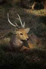 Obraz premium deer in the forest