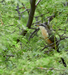 Wildlife photo of a mangrove cuckoo on a branch
