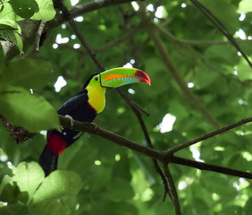 wildlife photo of a colourful keel-billed toucan on a branch in the rainforest 