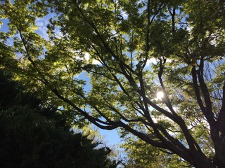 Obraz premium 木漏れ日