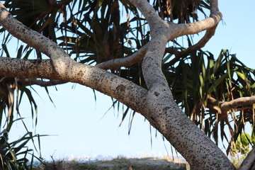 Honolulu Diamond head and Honolulu beach
