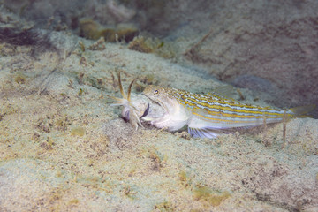 弱肉強食　オキエソ　イカの捕食