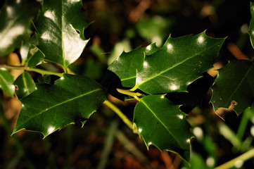 beautiful Black Forest