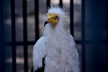 portail of Egyptian vulture / white scavenger vulture (Neophron percnopterus) in the cage, Selective focus with blur background. 
 