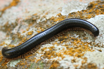 worm on the ground