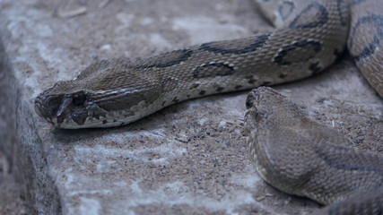russell viper snake in the national park, Selective focus with blur background.
