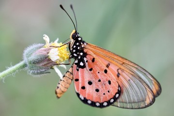 butterfly on a flower