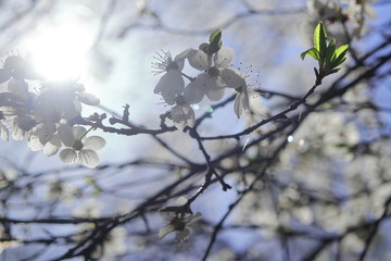 Wiosenna flora - kwitnienie. © Tomus