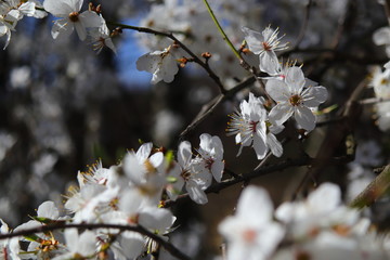 Wiosenna flora - kwitnienie.
