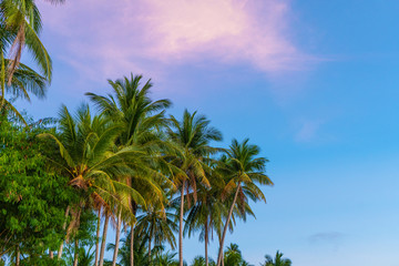 Tropical palm trees against a blue-purple sunset sky. Sunset in the tropics