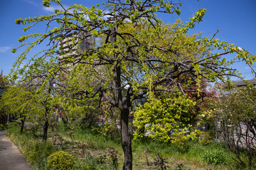 Fototapeta na wymiar 立派な木のある風景