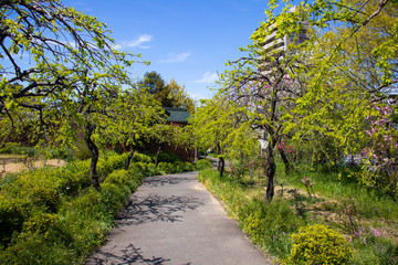 Fototapeta na wymiar きれいな庭の風景