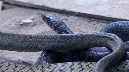 black rate snake in the national park, Selective focus with blur background.
 
