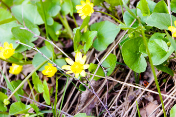 Buttercup, ficaria verna