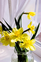 Yellow daffodil flowers in vase on the table