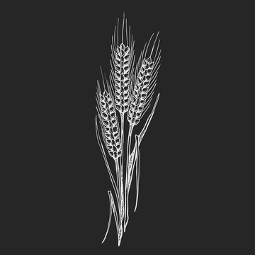 recommend clip art: wheat drawing, illustration in black and white on isolated a black background,