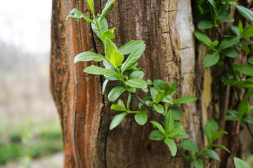 Green twig with leaves on an old wood background