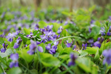 Lots of purple flowers in the green