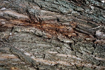 The bark of the tree. Wood bark background and texture