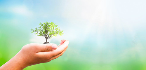 World Environment Day concept: hand holding tree and green background with sunshine - obrazy, fototapety, plakaty