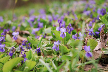 Lots of purple flowers in the green