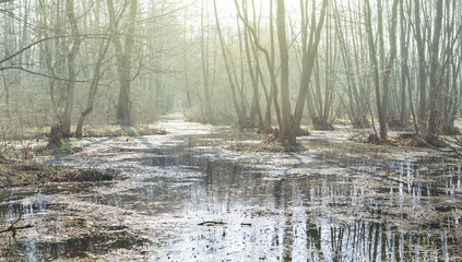 spring flooded forest in a light of sun © Yuriy Kulik