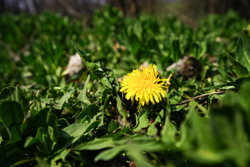 Dandelion among the greenery in spring