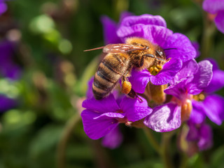The Bee and the sun flower during Spring Time with tons of polls